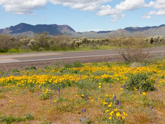 Desert Flowers