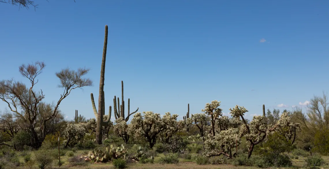 Arizona landscape